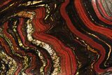 Polished Tiger Iron Stromatolite - ( Billion Years) #95897-1